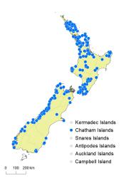Hymenophyllum flexuosum distribution map based on databased records at AK, CHR, OTA and WELT. 
 Image: K. Boardman © Landcare Research 2016 CC BY 3.0 NZ